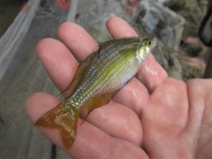 Melanotaenia splendida splendida