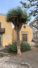 Dracaena draco