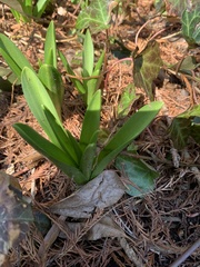 Hyacinthus orientalis