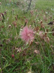 Noticastrum diffusum