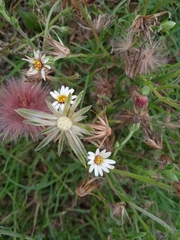 Noticastrum diffusum