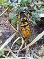 Vespula maculifrons