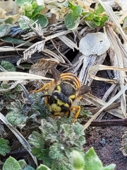 Vespula maculifrons