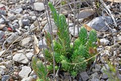 Petrosedum sediforme