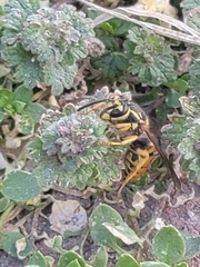 Vespula maculifrons