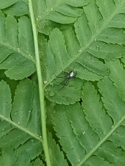 Leucauge regnyi