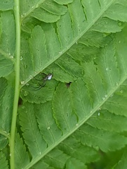 Leucauge regnyi