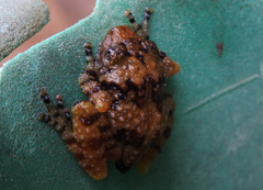 Acanthixalus spinosus