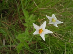 Solanum commersonii