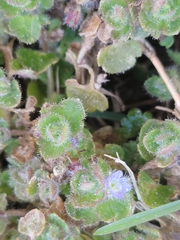 Veronica hederifolia