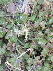 Veronica hederifolia