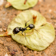 Messor barbarus