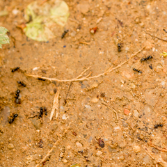 Messor barbarus