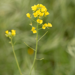 Brassiceae