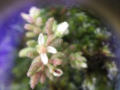 Sedum pusillum