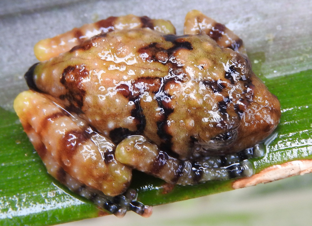 African Wart Frogs