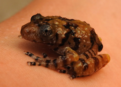 Acanthixalus spinosus