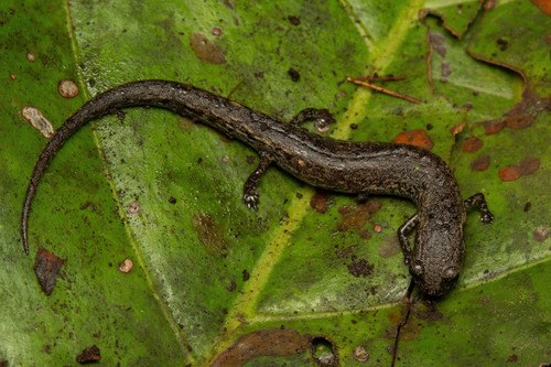 Townsend's Dwarf Salamander