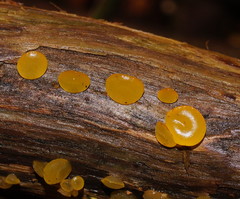 Heterotextus miltinus