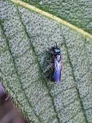 Ceratina polita