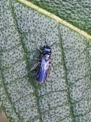 Ceratina polita
