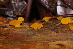 Heterotextus miltinus