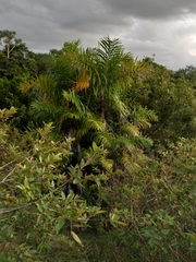 Bactris plumeriana