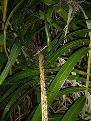 Bactris plumeriana