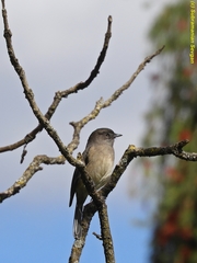 Melaenornis chocolatinus