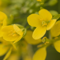 Brassiceae