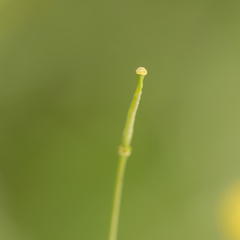 Brassiceae