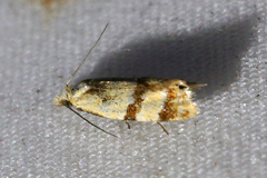 Phtheochroa vitellinana
