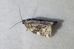 Archips mortuana