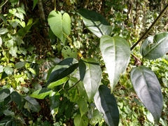 Bignonia