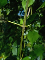 Bignonia