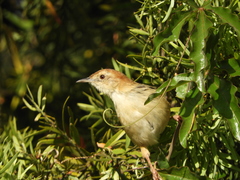 Cisticola chiniana