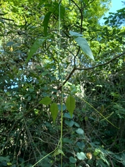 Bignonia