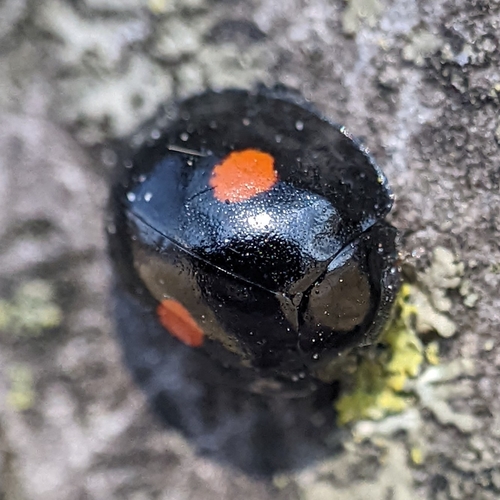 Twice-stabbed Lady Beetle photo 3