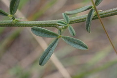 Indigofera priorii