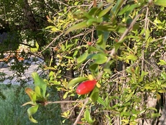 Punica granatum