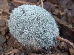 Penicillium