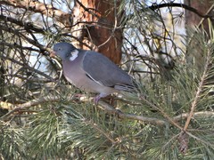 Columba palumbus