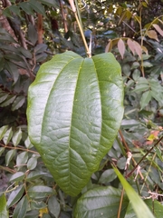 Passiflora intricata