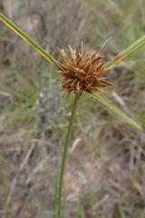 Cyperus brevis