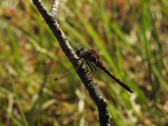 Leucorrhinia rubicunda