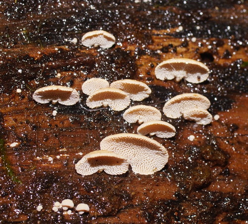 Panellus pusillus nuotrauka