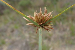 Cyperus brevis