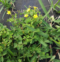 Oxalis rubens