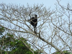 Colobus angolensis