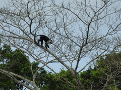 Colobus angolensis